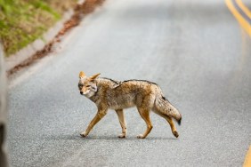 Coyote while crossing the street into Sequoia National Park