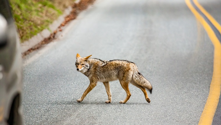 Coyote while crossing the street into Sequoia National Park