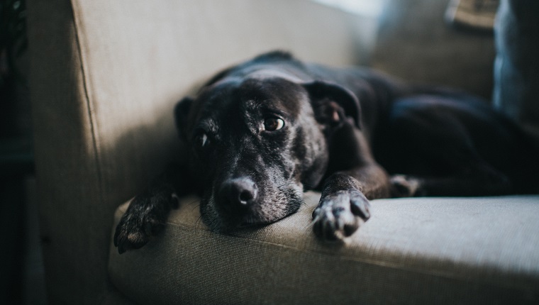 Sweet black dog, relaxing on a sofa.