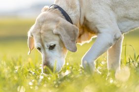 Labrador Retriever in grass