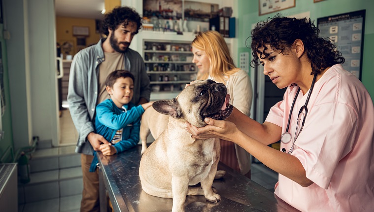 Close up of a young family taking their dog to the veterinarian