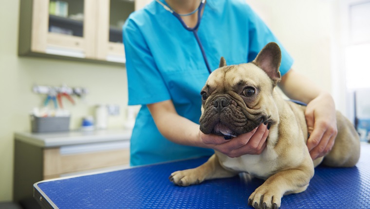 Female veterinarian examining dog in veterinary surgery