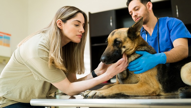 Beautiful sad woman saying goodbye to her old german shepherd. Professional male veterinarian preparing and ready to put down a sick dog