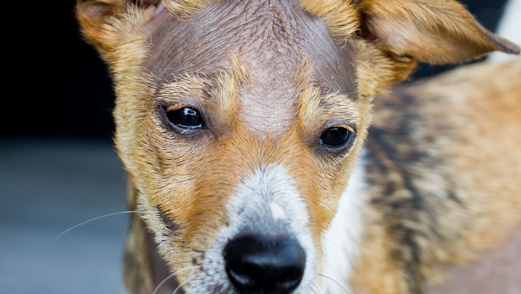 Sad dog with alopecia, no hairs