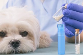 Vet holding homeopathic globules for a little maltese dog