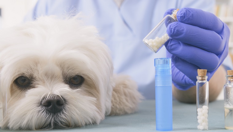 Vet holding homeopathic globules for a little maltese dog