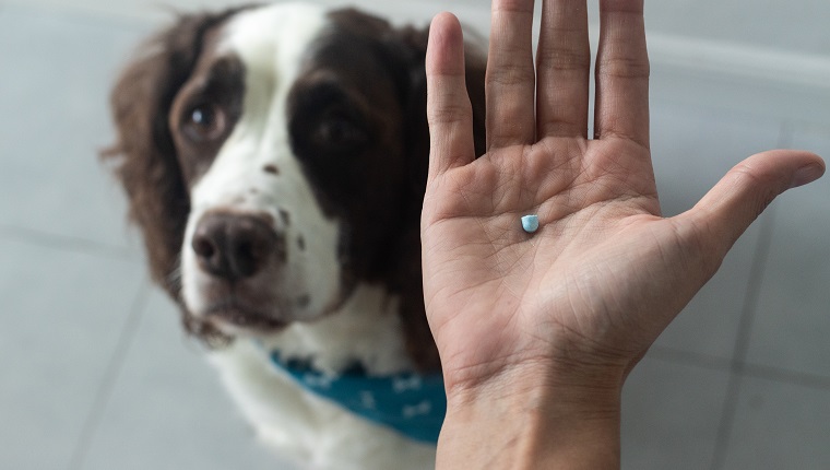 selective focus of a dog and a hand with a thyroid pill for a springer spaniel. Senior dog