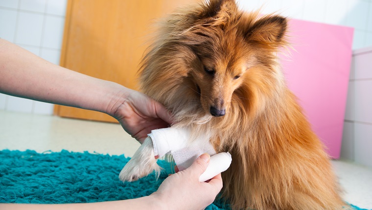 human bandage a shetland sheepdog in bathroom