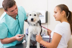 Veterinarian man examines a dog in a veterinary clinic