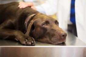 Vet and Labrador retriever