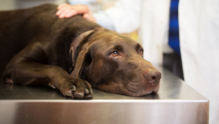 Vet and Labrador retriever