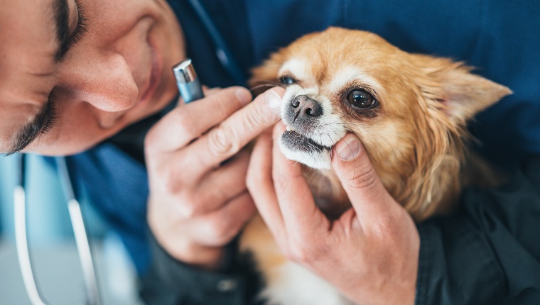 Veterinarian examining chihuahua dogs teeth the in vet clinic