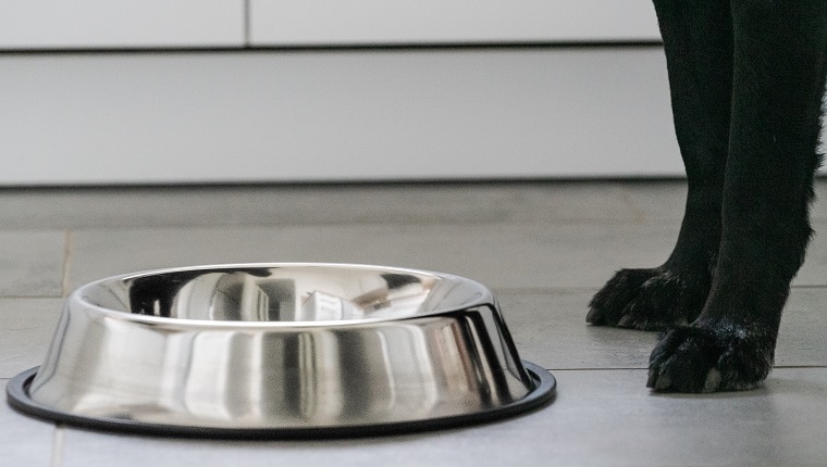 Dog Bowl Standing On Floor