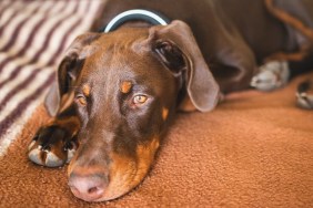 Close-Up Of Dog Lying Down