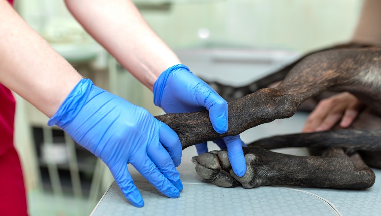 Professional veterinary in blue gloves hold down dog on a veterinary table during ultrasound exam.