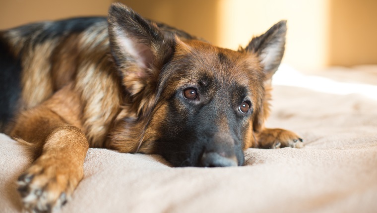 Lovely dog in home.