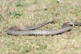 Eastern brown snake, Australia