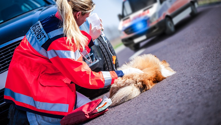 German animal medic treats an injured dog. The german word Rettungsdienst means rescue service.