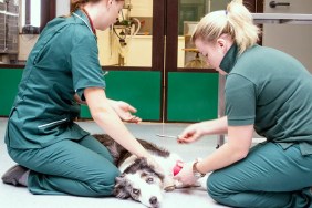 Two veterinay nurses look after an injured dog at the vetenary clinit