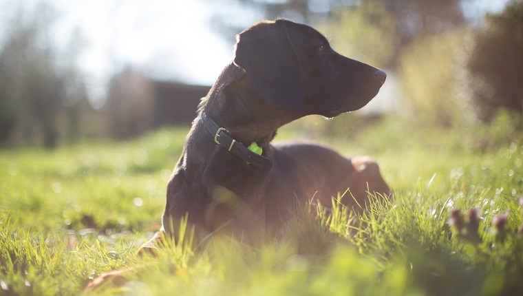 Cute dog looking away from camera on a golden spring day in the garden