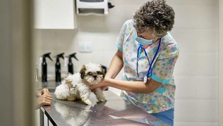 View through doorway of mature female veterinarian wearing scrubs, protective face mask, and stethoscope around her neck examining young dog.