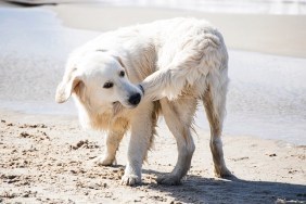 Dog biting his tail on a summer Baltic seashore.
