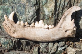 Dog's lower jaw bone with some teeth incisor, canine, premolar and molar on rocks
