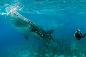 Whale shark, Rhincodon typus, Oslob, Philippines, Indian Ocean