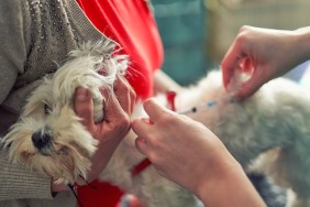 Veterinarian doctor giving vaccine