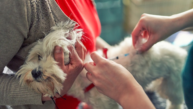 Veterinarian doctor giving vaccine