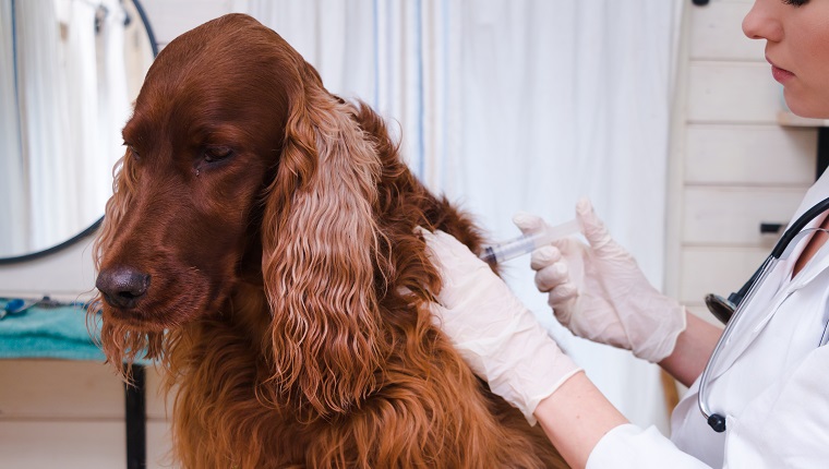 Dog vaccinated by veterinarian