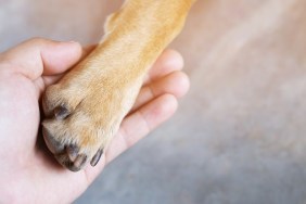 Cropped Hand Holding Dog Paw