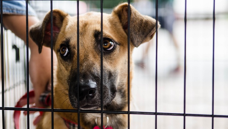 Close-Up Of Dog