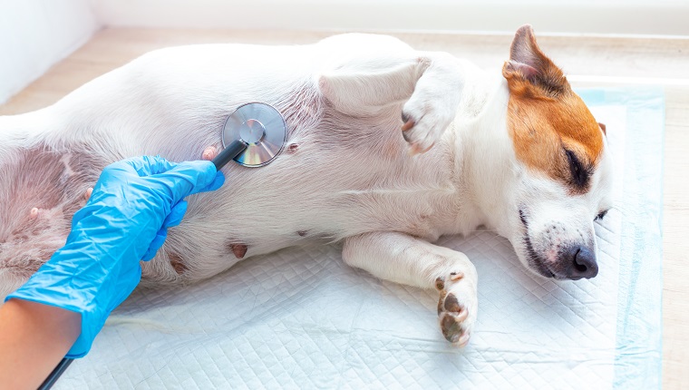 A vet doctor examines a dog Jack Russell Terrier lying under anesthesia on a disposable diaper, listening to his breath or heart with a stethoscope. Veterinary post-operative care for pets.