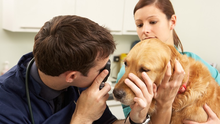 Male Veterinary Surgeon Examining Dog In Surgery With Assistant Holding Dog