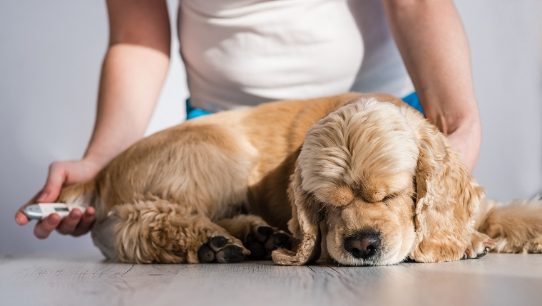 Woman measure cocker spaniel temperature with thermometer