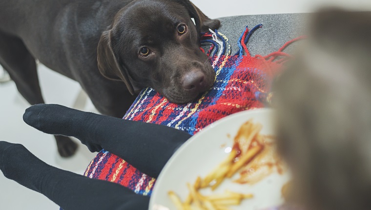 Dog eyeing up child's dinner