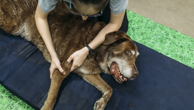 old labrador retriever dog reciving a massage in a physiotherapist dogs center