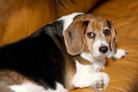 overweight beagle dog with diabetes mellitus