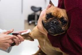 Barcelona, Spain. Veterinarian examining French Bulldog being held by woman. Animal, caucasian, examination, healthcare and medicine, vaccine, job, French Bulldog, physical examination, senior woman, doctor, cute, indoors, veterinary surgery, blood test