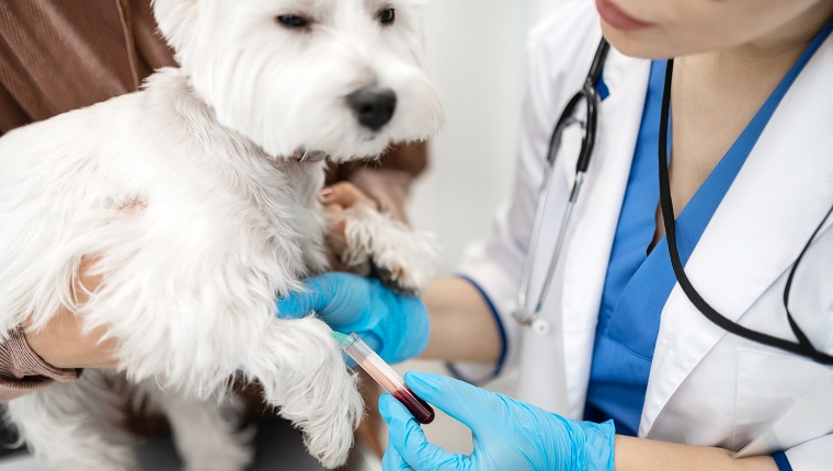 Calm dog. Close up of white dog feeling calm while professional vet taking blood sample