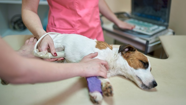 Ill domestic dog is examining in a veterinary clinic. The dog is lying on side on the examination table. Middle aged woman veterinarian is doing ultrasound diagnostic to the old dog. A owner is keeping his pet. Shooting in a veterinary office