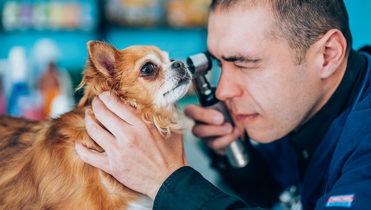 Side view of veterinarian doctor examining dog's eye through ophthalmoscope.