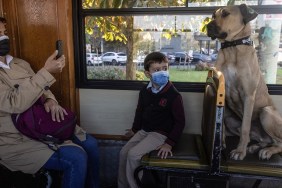 ISTANBUL, TURKEY - OCTOBER 21: A young boy sits in front of Boji, a Istanbul street dog who is having his photo taken as he rides the historic Kadikoy tram on October 21, 2021 in Istanbul, Turkey. Boji, is a regular Istanbul commuter, using the cities public transport systems to get around, some times traveling up to 30 kilometers a day using subway trains, ferries, buses and Istanbuls historic trams. Since noticing the dogs movements the Istanbul Municipality officials began tracking his commutes via a microchip and a phone app. Most day's he will pass through at least 29 metro stations and take at least two ferry rides. He has learnt how and where to get on and off the trains and ferries. As people began to notice him as a regular on their daily travel routes and since the tracking app begun Boji's travels have made him an internet sensation.