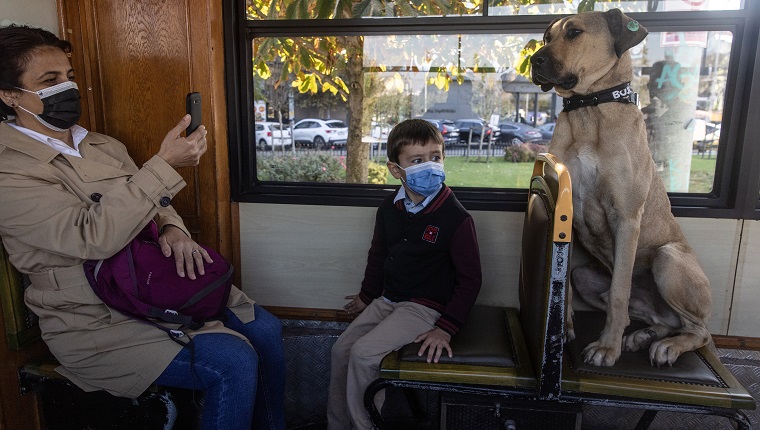 ISTANBUL, TURKEY - OCTOBER 21: A young boy sits in front of Boji, a Istanbul street dog who is having his photo taken as he rides the historic Kadikoy tram on October 21, 2021 in Istanbul, Turkey. Boji, is a regular Istanbul commuter, using the cities public transport systems to get around, some times traveling up to 30 kilometers a day using subway trains, ferries, buses and Istanbuls historic trams. Since noticing the dogs movements the Istanbul Municipality officials began tracking his commutes via a microchip and a phone app. Most day's he will pass through at least 29 metro stations and take at least two ferry rides. He has learnt how and where to get on and off the trains and ferries. As people began to notice him as a regular on their daily travel routes and since the tracking app begun Boji's travels have made him an internet sensation.