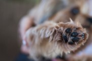 Close-up of a yorkie dog's paw