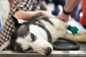 Veterinary control campaign. Dog Is Have Ultrasound Diagnostic In Veterinary Office.