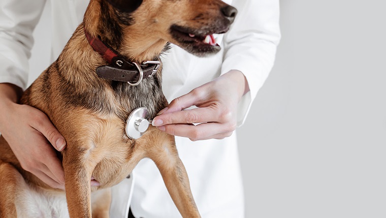 Doctor Hearing a Dog Heart Beat Rhythm