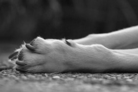 Cropped Image Of Dog On Street