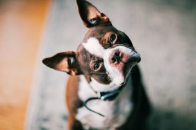 portrait of a Boston Terrier with his head cocked